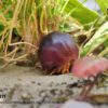 AHB Series 7 / Porceeio / Porcellio Laevis - Swift Woodlouse / Insect