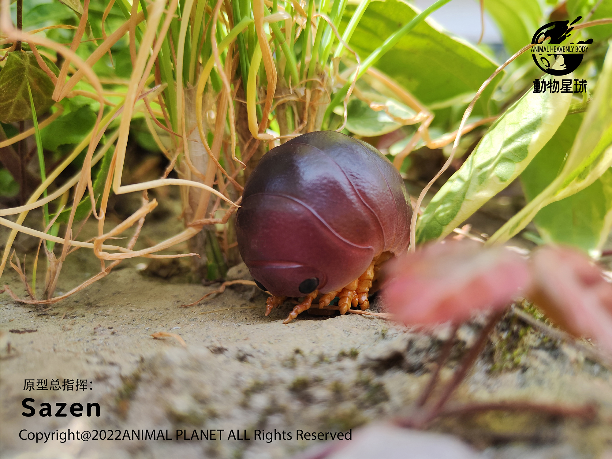 AHB Series 7 / Porceeio / Porcellio Laevis - Swift Woodlouse / Insect