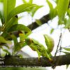 AHB Series 7 / Tenodera Sinensis - Chinese Mantis / Insect