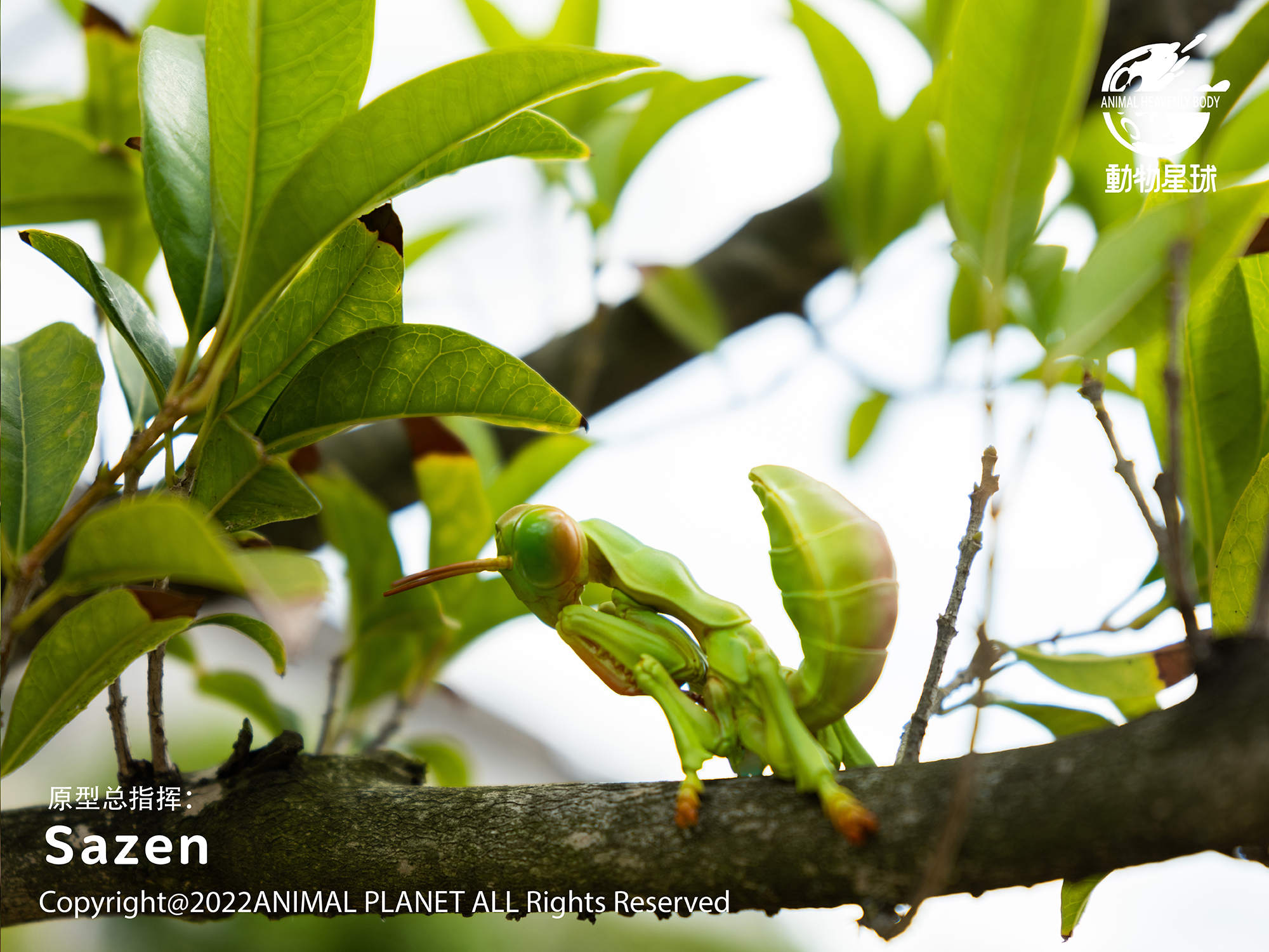 AHB Series 7 / Tenodera Sinensis - Chinese Mantis / Insect