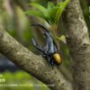 AHB Series 7 / Dynastes Hercules - Hercules Beetle (Yellow) / Insect