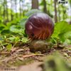 AHB Series 7 / Porceeio / Porcellio Laevis - Swift Woodlouse / Insect