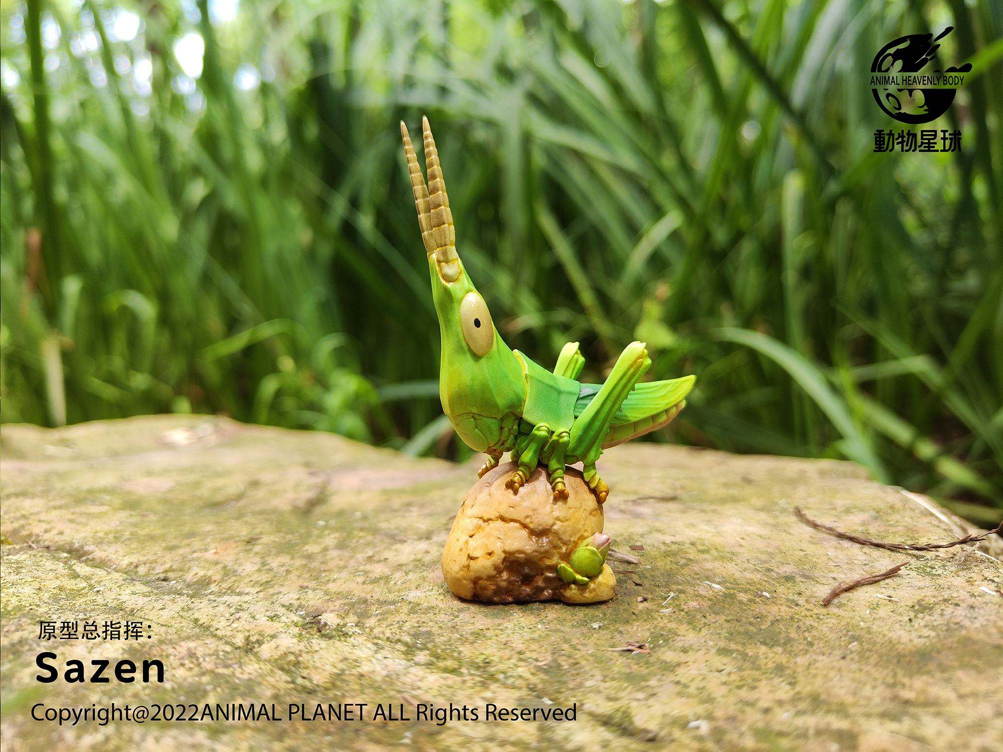 AHB Series 7 / Acrida Cinerea - Chinese Grasshopper / Insect