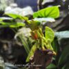 AHB Series 7 / Tenodera Sinensis - Chinese Mantis / Insect