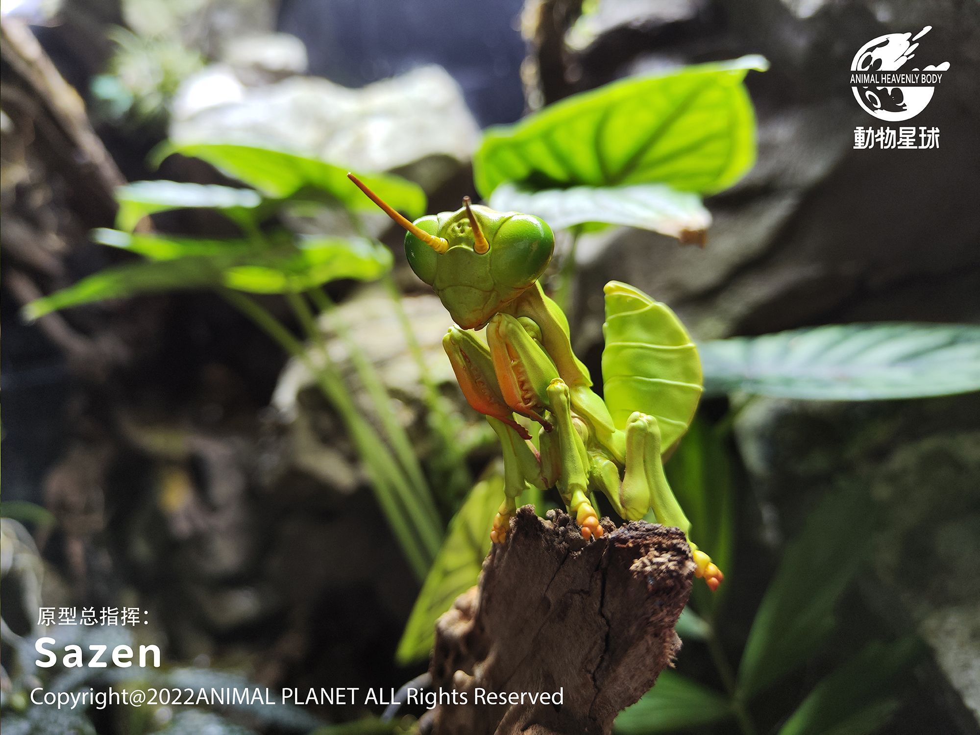 AHB Series 7 / Tenodera Sinensis - Chinese Mantis / Insect