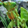 AHB Series 7 / Tenodera Sinensis - Chinese Mantis / Insect