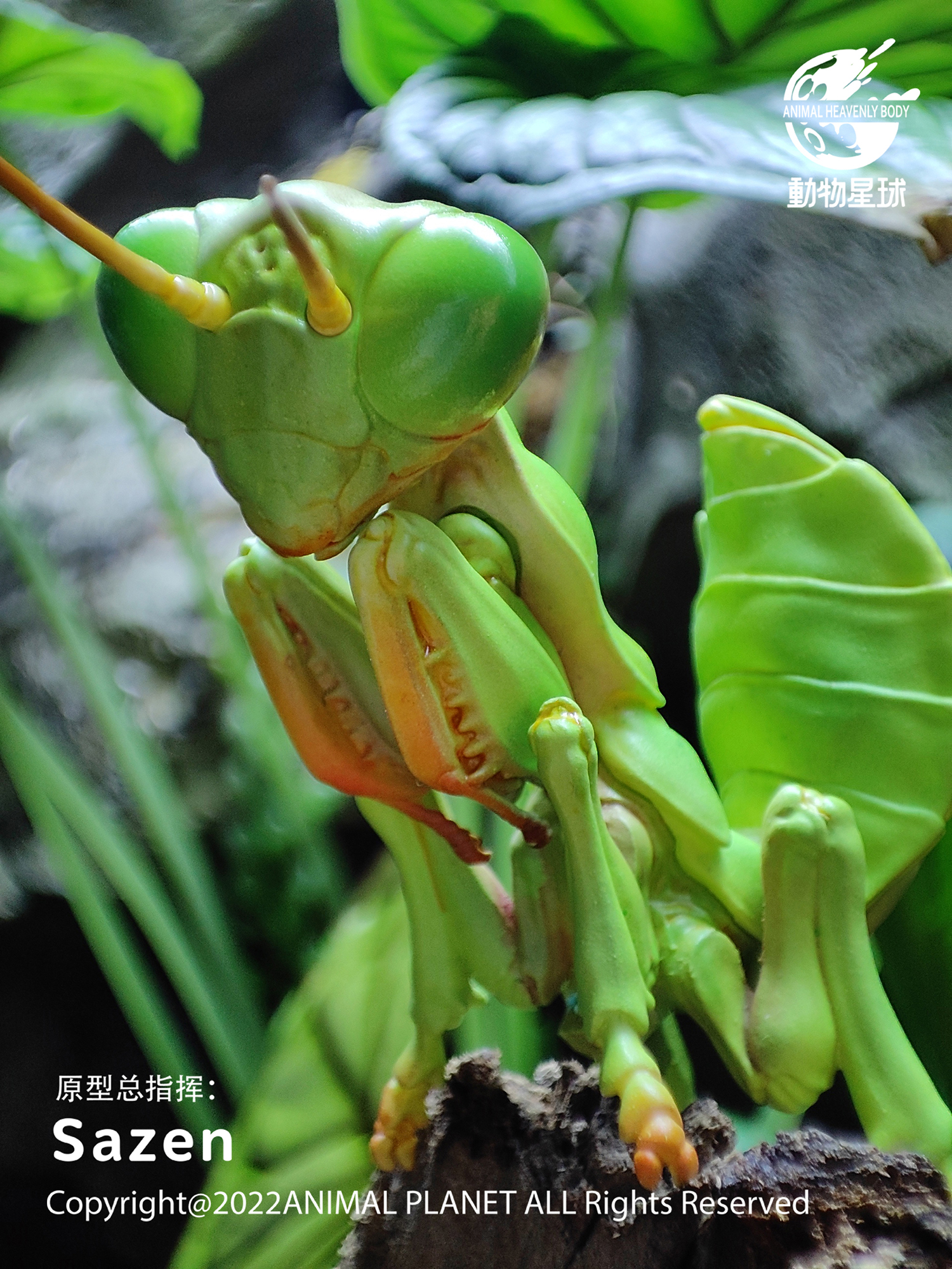 AHB Series 7 / Tenodera Sinensis - Chinese Mantis / Insect