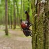 AHB Series 7 / Allomyrina Dichotoma - Japanese Rhinoceros Beetle / Insect