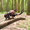 AHB Series 7 / Allomyrina Dichotoma - Japanese Rhinoceros Beetle / Insect