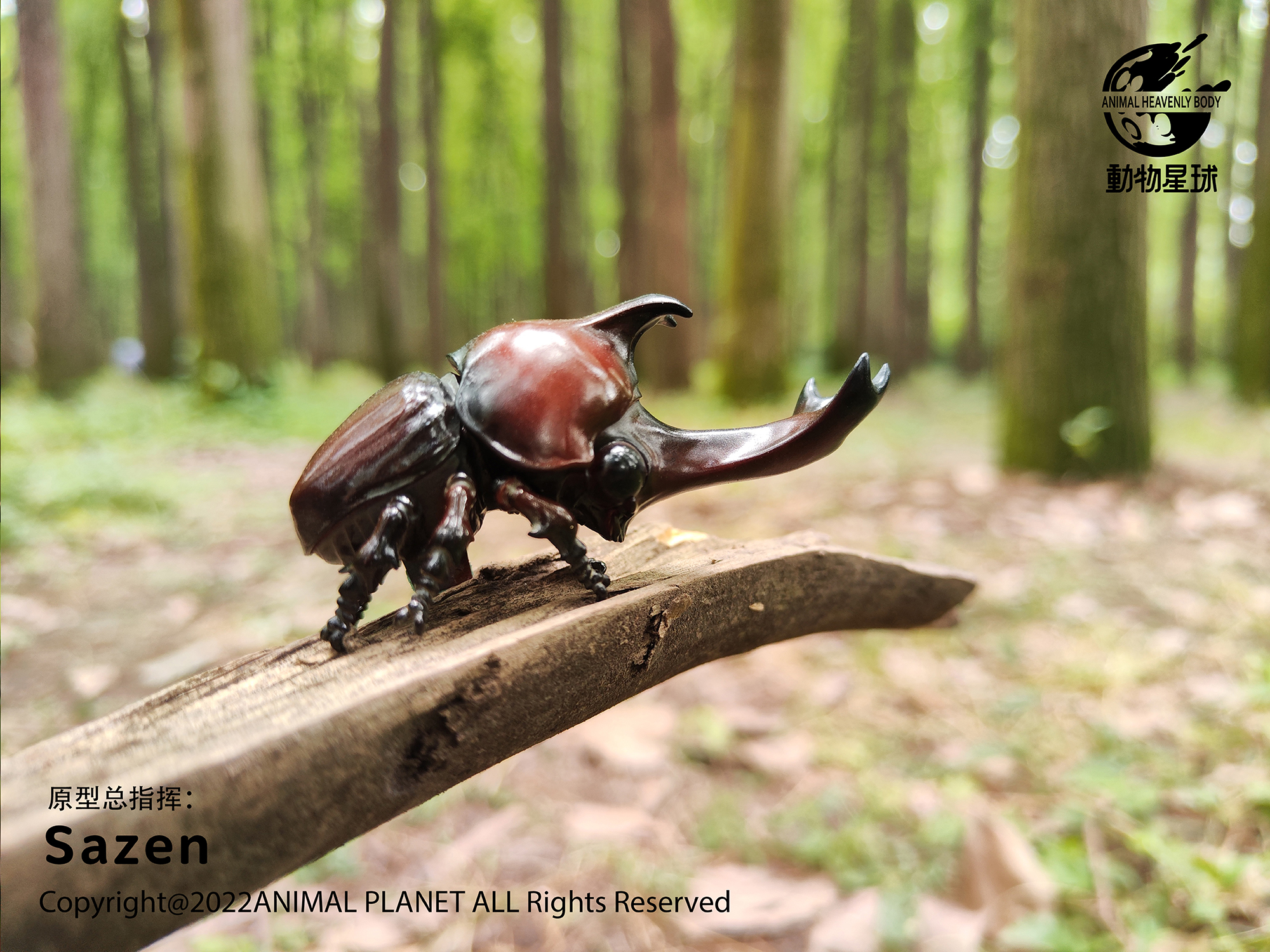 AHB Series 7 / Allomyrina Dichotoma - Japanese Rhinoceros Beetle / Insect