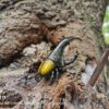 AHB Series 7 / Dynastes Hercules - Hercules Beetle (Yellow) / Insect