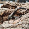 AHB Series 7 / Dynastes Hercules - Hercules Beetle (Black) / Insect