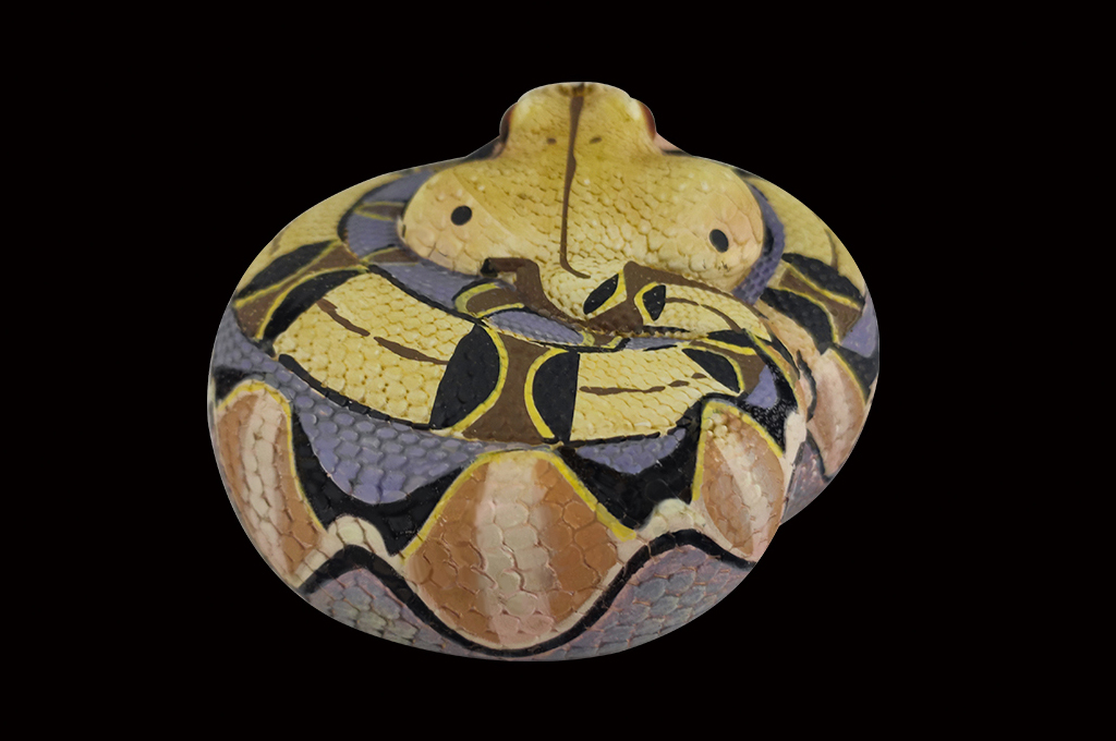 AHB Series 5 / Bitis Gabonica - Gaboon Viper Snake / Snake