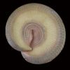 AHB Series 5 / Bitis Gabonica - Gaboon Viper Snake / Snake