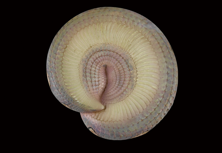AHB Series 5 / Bitis Gabonica - Gaboon Viper Snake / Snake