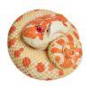 AHB Series 5 / Eterodon Nasicus - Extreme Red Hognose Snake / Snake