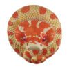 AHB Series 5 / Eterodon Nasicus - Extreme Red Hognose Snake / Snake