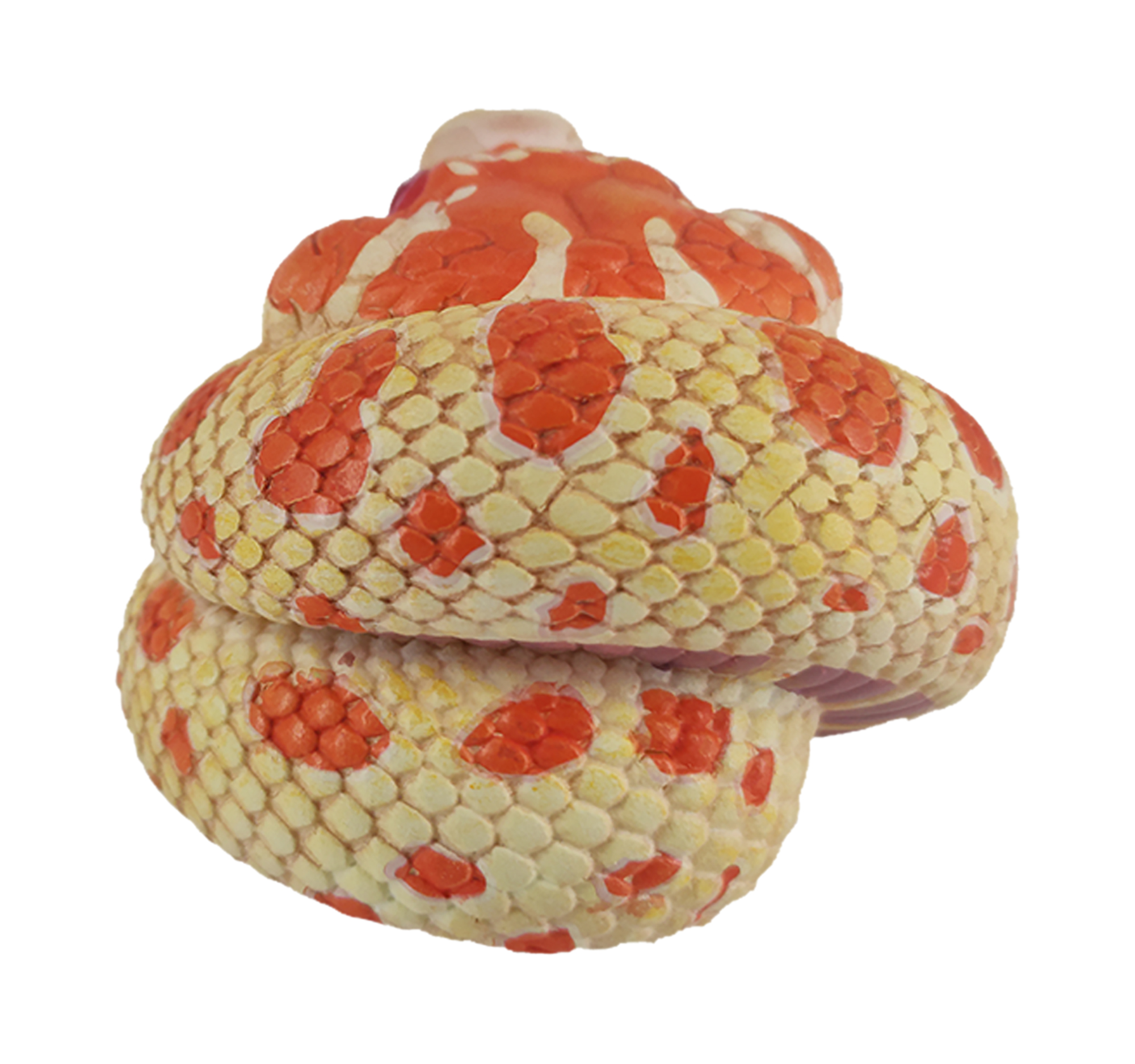 AHB Series 5 / Eterodon Nasicus - Extreme Red Hognose Snake / Snake