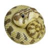 AHB Series 5 / Eterodon Nasicus - Western Hognose Snake / Snake