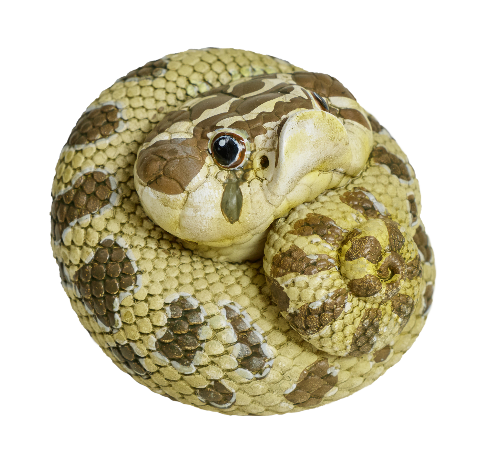 AHB Series 5 / Eterodon Nasicus - Western Hognose Snake / Snake