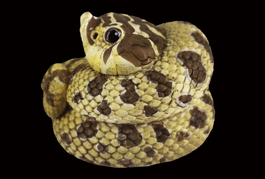 AHB Series 5 / Eterodon Nasicus - Western Hognose Snake / Snake