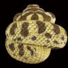 AHB Series 5 / Eterodon Nasicus - Western Hognose Snake / Snake