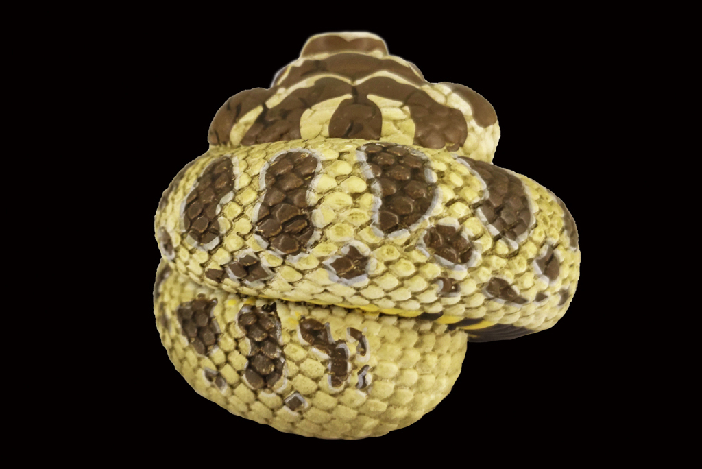 AHB Series 5 / Eterodon Nasicus - Western Hognose Snake / Snake