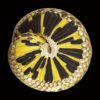 AHB Series 5 / Eterodon Nasicus - Western Hognose Snake / Snake