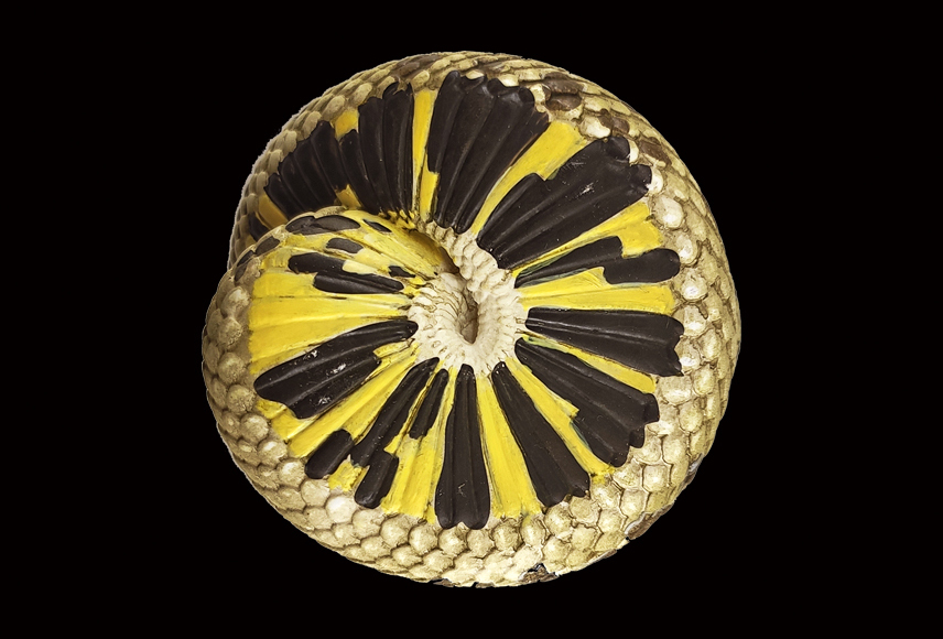 AHB Series 5 / Eterodon Nasicus - Western Hognose Snake / Snake