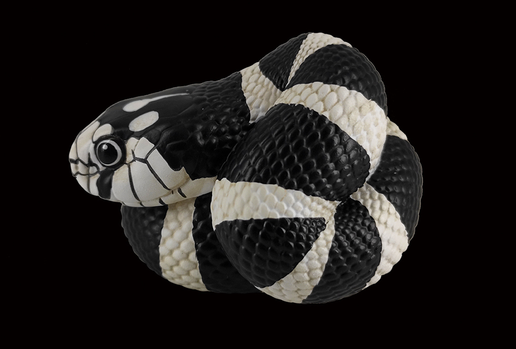 AHB Series 5 / Lampropeltis Getula Californiae - California Kingsnake / Snake