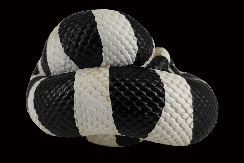 AHB Series 5 / Lampropeltis Getula Californiae - California Kingsnake / Snake