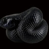 AHB Series 5 / Lampropeltis Getula Nigrita - Mexican Black Kingsnake / Snake
