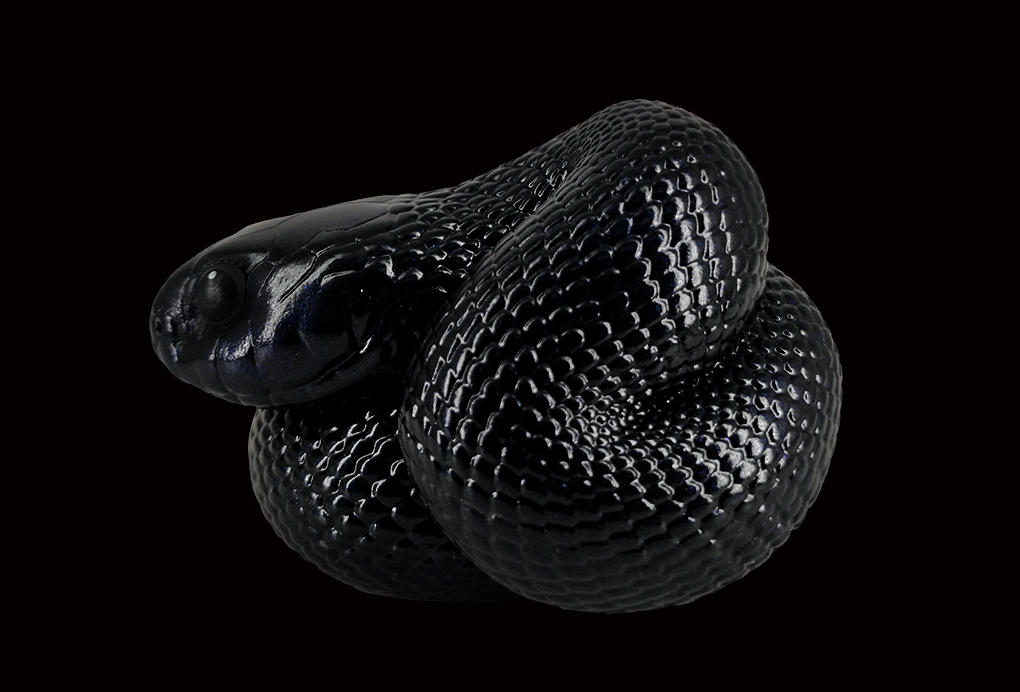 AHB Series 5 / Lampropeltis Getula Nigrita - Mexican Black Kingsnake / Snake