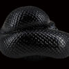 AHB Series 5 / Lampropeltis Getula Nigrita - Mexican Black Kingsnake / Snake