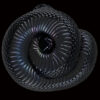AHB Series 5 / Lampropeltis Getula Nigrita - Mexican Black Kingsnake / Snake