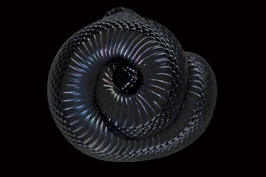 AHB Series 5 / Lampropeltis Getula Nigrita - Mexican Black Kingsnake / Snake