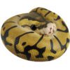 AHB Series 5 / Python Regius - Enchi Ball Python / Snake