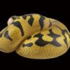 AHB Series 5 / Python Regius - Enchi Ball Python / Snake