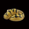 AHB Series 5 - Enchi Ball Python – Python regius | Snake