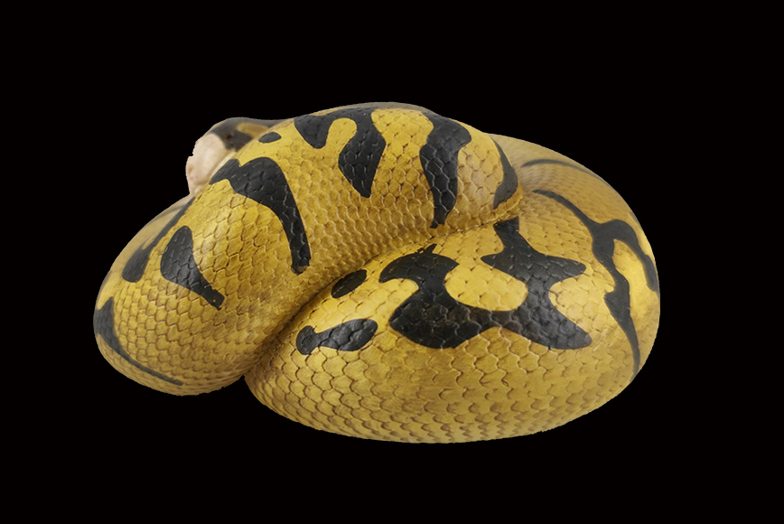 AHB Series 5 / Python Regius - Enchi Ball Python / Snake