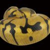 AHB Series 5 / Python Regius - Enchi Ball Python / Snake