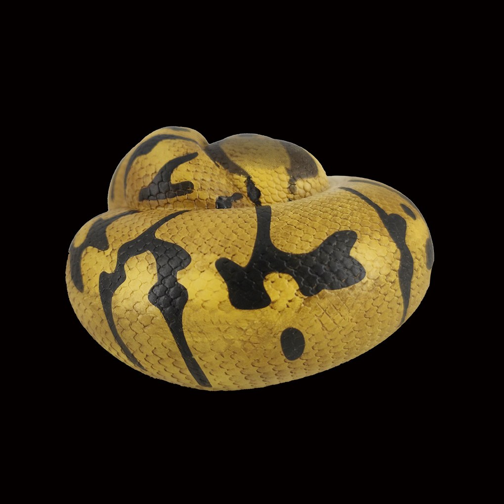 AHB Series 5 - Enchi Ball Python – Python regius | Snake