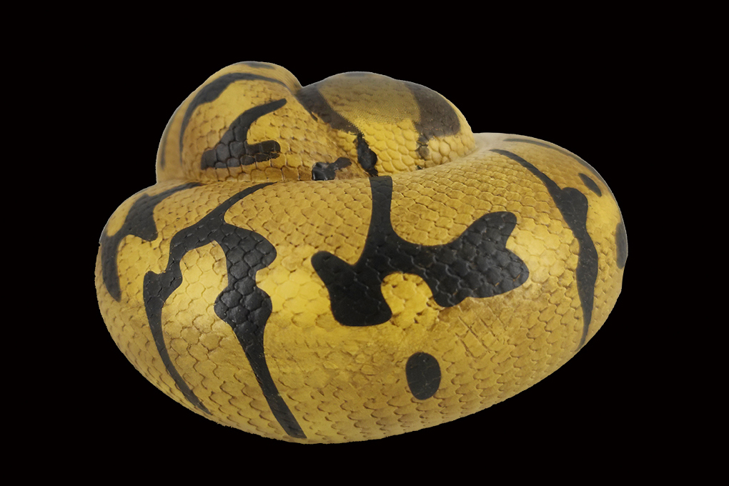 AHB Series 5 / Python Regius - Enchi Ball Python / Snake