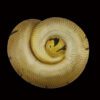 AHB Series 5 / Python Regius - Enchi Ball Python / Snake
