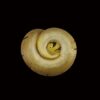 AHB Series 5 - Enchi Ball Python – Python regius | Snake