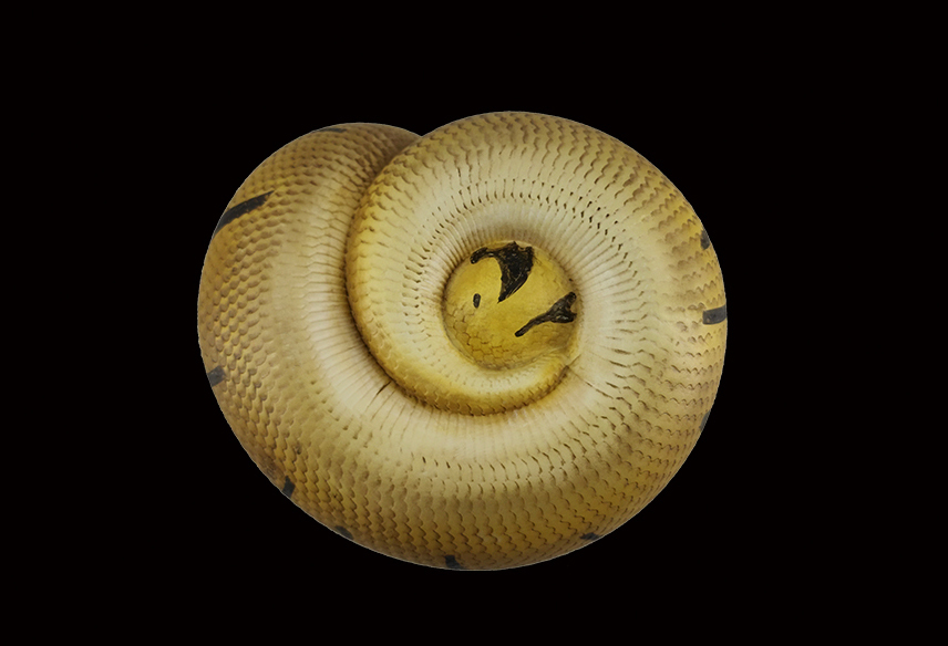 AHB Series 5 / Python Regius - Enchi Ball Python / Snake