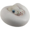 AHB Series 5 / Python Regius - Leucistic Ball Python / Snake