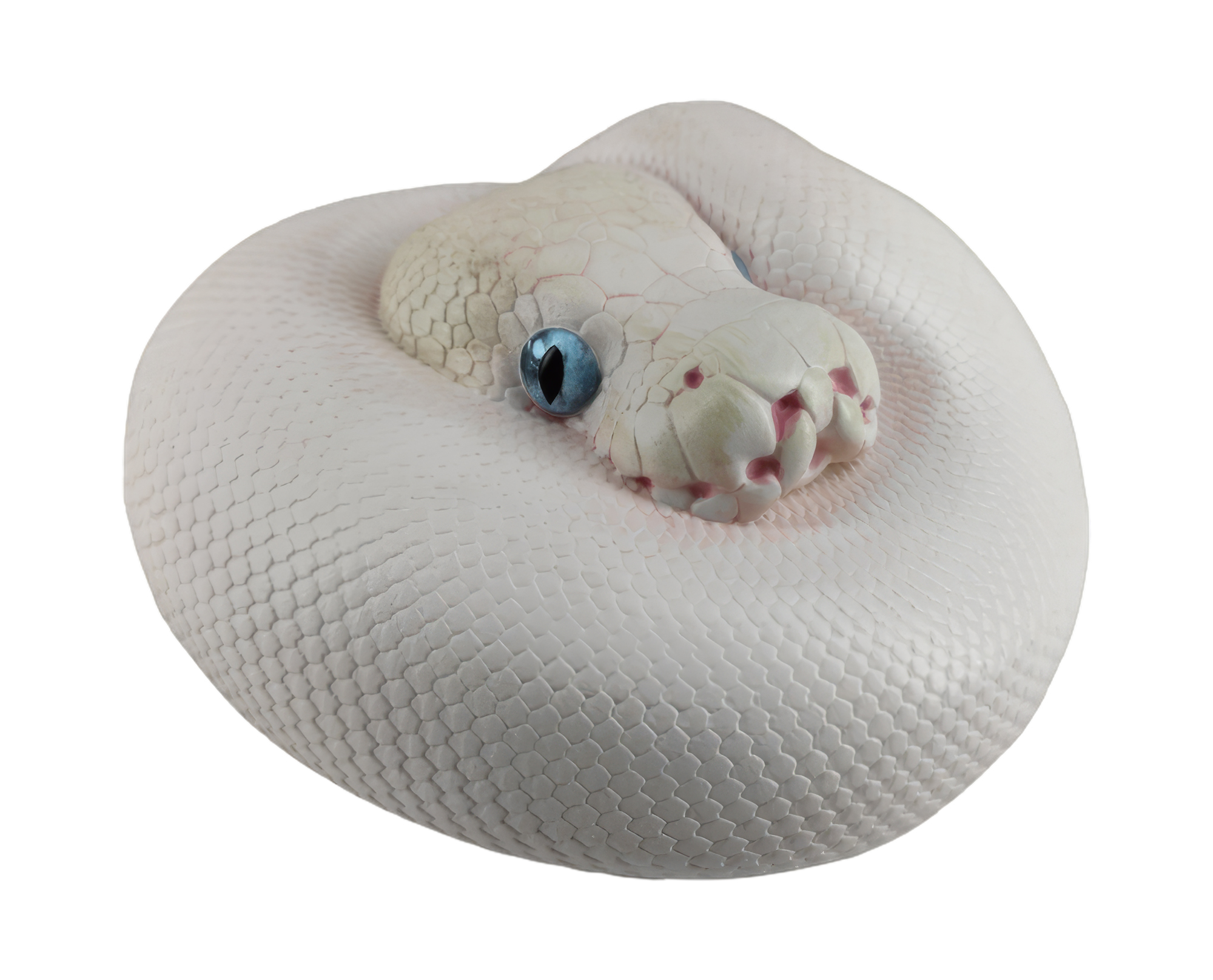 AHB Series 5 / Python Regius - Leucistic Ball Python / Snake