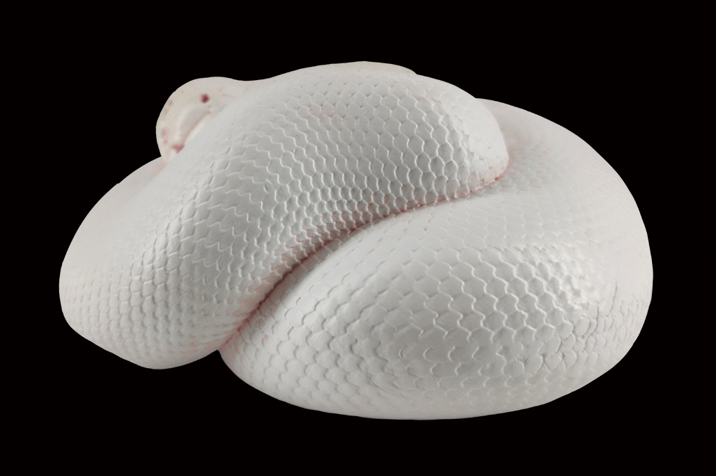 AHB Series 5 / Python Regius - Leucistic Ball Python / Snake