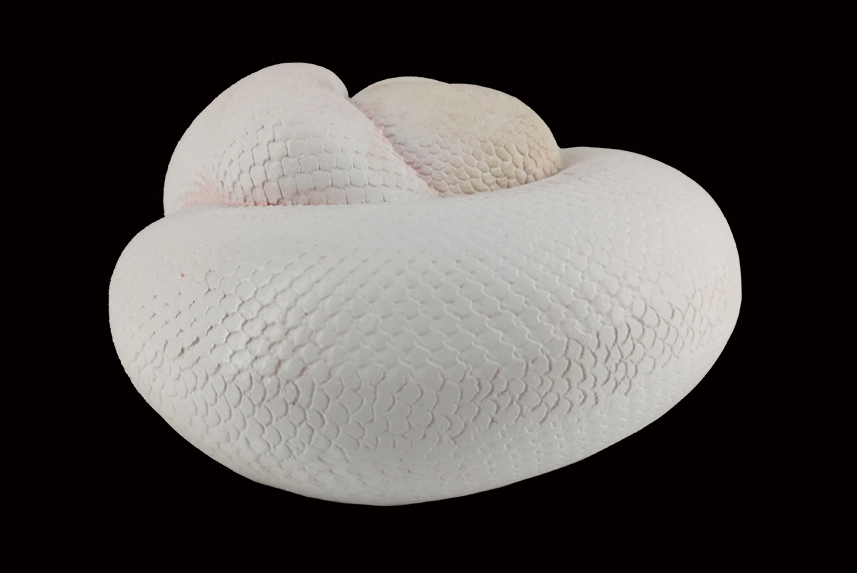 AHB Series 5 / Python Regius - Leucistic Ball Python / Snake